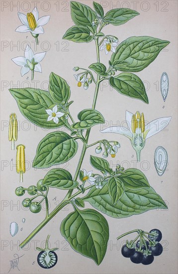 Black nightshade (Solanum nigrum)