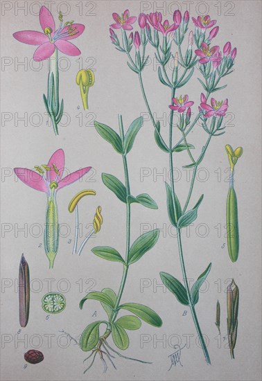 Common centaury (Centaurium erythraea)