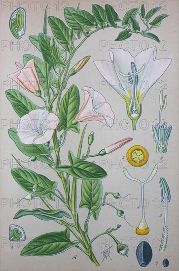 Field bindweed (Convolvulus arvensis)