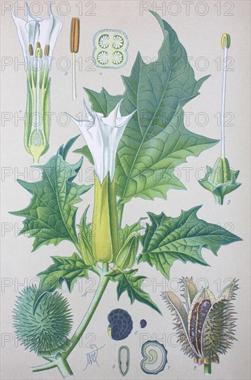 Jimson Weed (Datura stramonium)