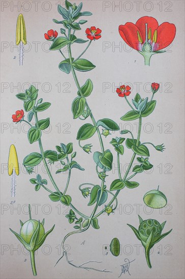 Scarlet pimpernel (Anagallis arvensis)