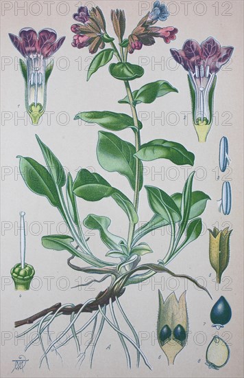 Common lungwort (Pulmonaria officinalis)