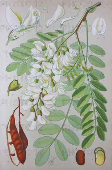 Black locust (Robinia pseudoacacia)