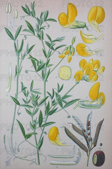 Meadow vetchling (Lathyrus pratensis)