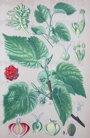 Black mulberry (Morus nigra)