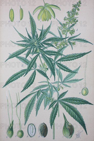 Hemp (Cannabis sativa)