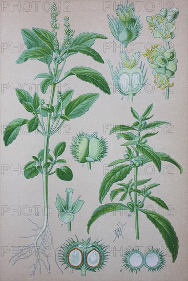 Annual mercury (Mercurialis annua)