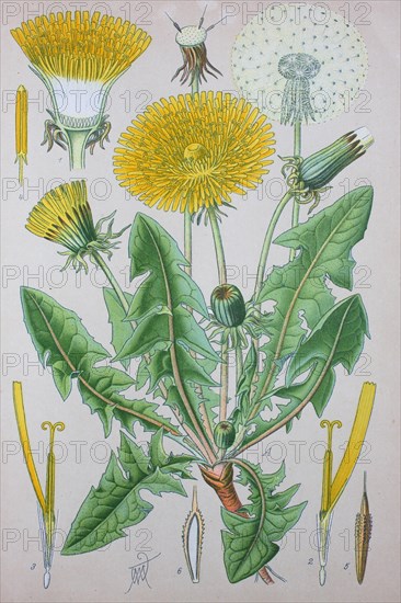 Common dandelion (Taraxacum officinale)