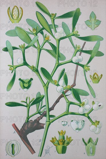 European mistletoe (Viscum album)