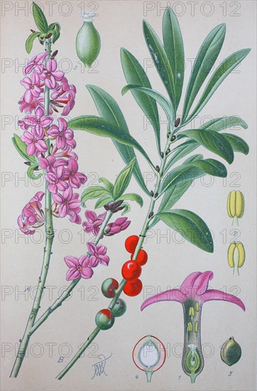 Mezereon (Daphne mezereum)