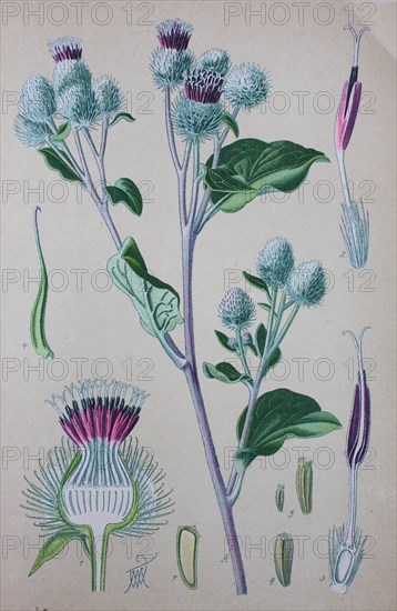 Greater burdock (Arctium lappa)