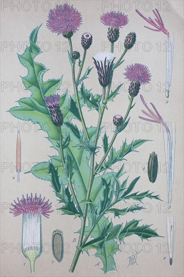 Creeping thistle (Cirsium arvense)