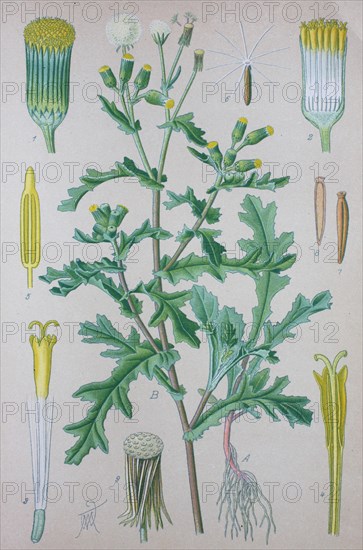 Groundsel (Senecio vulgaris)