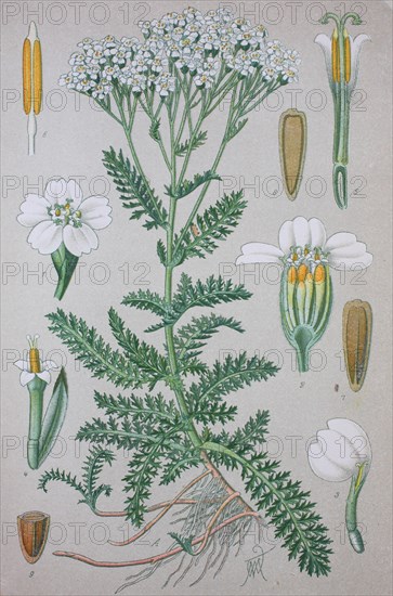 Common yarrow (Achillea millefolium)