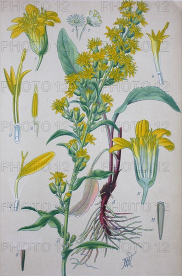 European goldenrod (Solidago virgaurea)