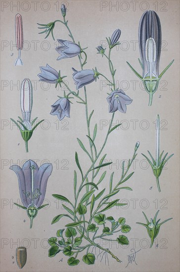 Harebell (Campanula rotundifolia)