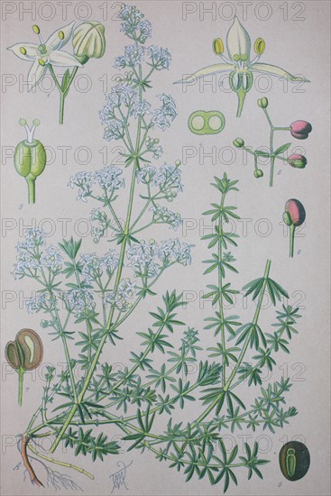 False baby's breath (Galium mollugo)