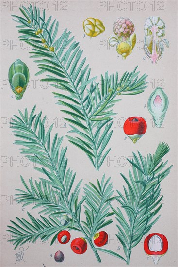 English yew (Taxus baccata)