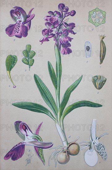 Green-winged orchid (Anacamptis morio)