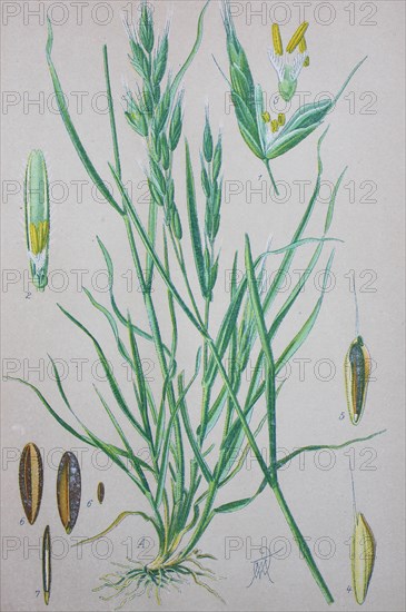 Soft brome (Bromus hordeaceus)