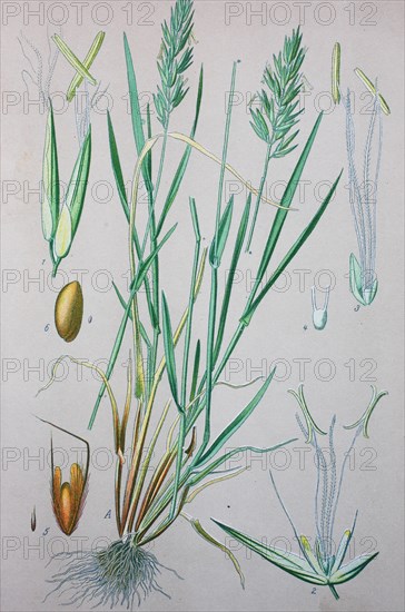 Sweet vernal grass (Anthoxanthum odoratum)