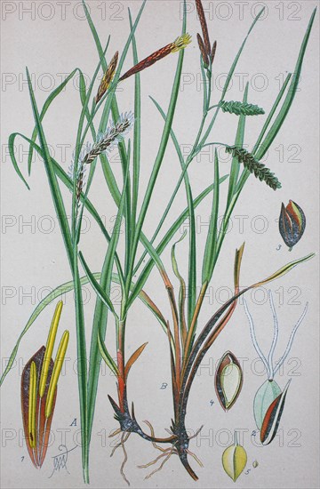 Blue sedge (Carex flacca)