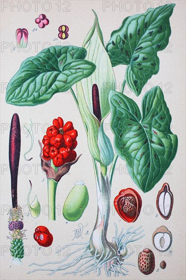 Common Arum (Arum maculatum)