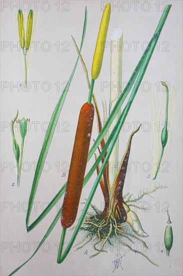 Common Bulrush (Typha latifolia)