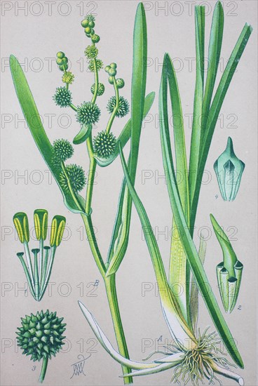 Simplestem bur-reed (Sparganium erectum)