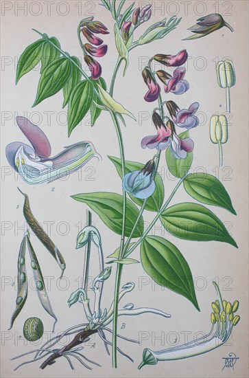 Spring vetchling (Lathyrus vernus)