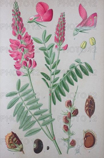 Sainfoin (Onobrychis viciifolia)