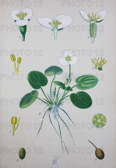 Common frogbit (Hydrocharis morsus-ranae)