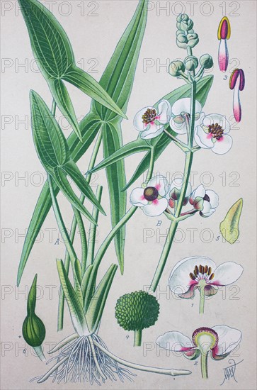 Common arrowhead (Sagittaria sagittifolia)