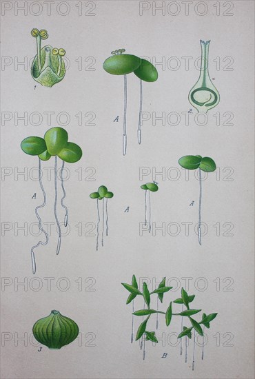 Common duckweed (Lemna minor)