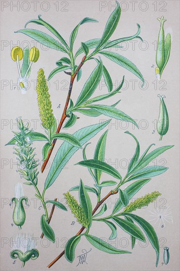 Crack willow (Salix fragilis)