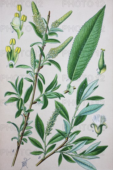Weide (Salix amygdaloides)