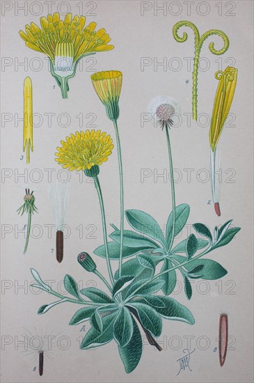 Mouse-ear hawkweed (Hieracium pilosella)