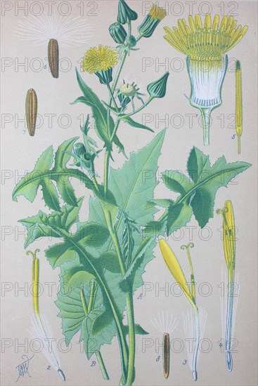 Common sowthistle (Sonchus oleraceus)