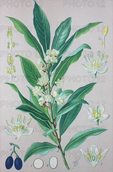 Laurel (Laurus nobilis)