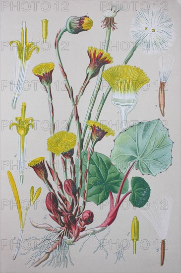 Coltsfoot (Tussilago farfara)