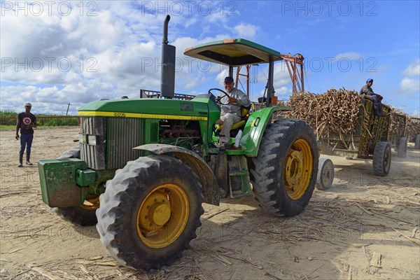 Tractor transports Sugar cane (Saccharum officinarum)