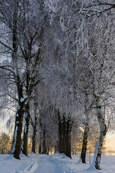 Birch (Betula) alley in winter landscape at sunrise