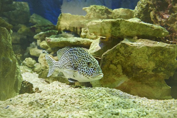 Harlequin sweetlip (Plectorhinchus chaetodonoides) swimming in a aquarium