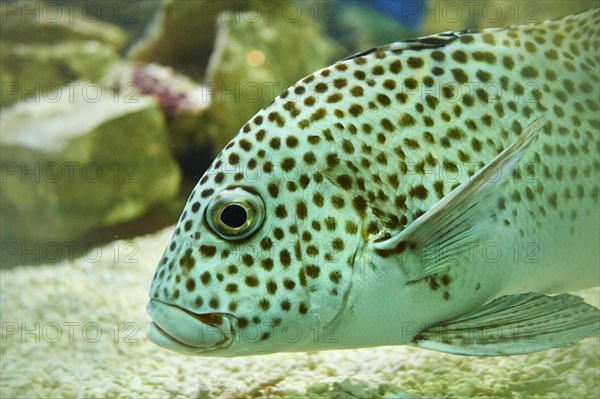 Harlequin sweetlip (Plectorhinchus chaetodonoides) swimming in a aquarium