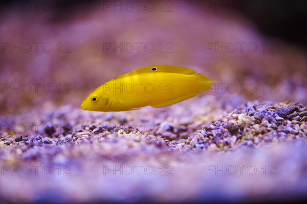 Canary wrasse (Halichoris chrysurus) in a aquarium