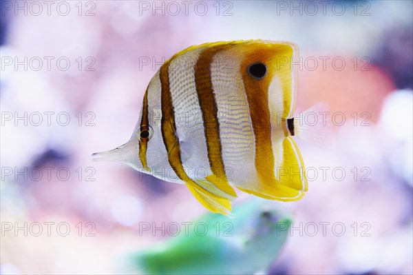 Copperband butterflyfish (Chelmon rostratus) in a aquarium