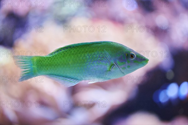 Black-blotched wrasse( Halichoris chlolopterus) in an aquarium