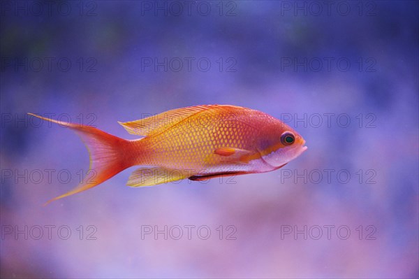 Sea goldie (Pseudanthias squamipinnis) in a aquarium