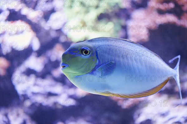 Bignose unicornfish (Naso vlamingii) in a aquarium