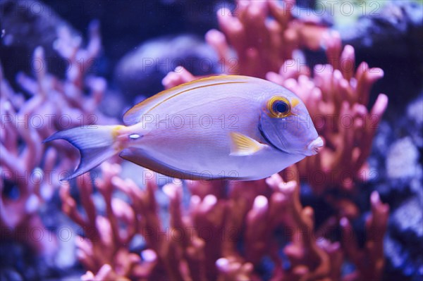 Doubleband surgeonfish (Acanthurus tennenti) in a aquarium